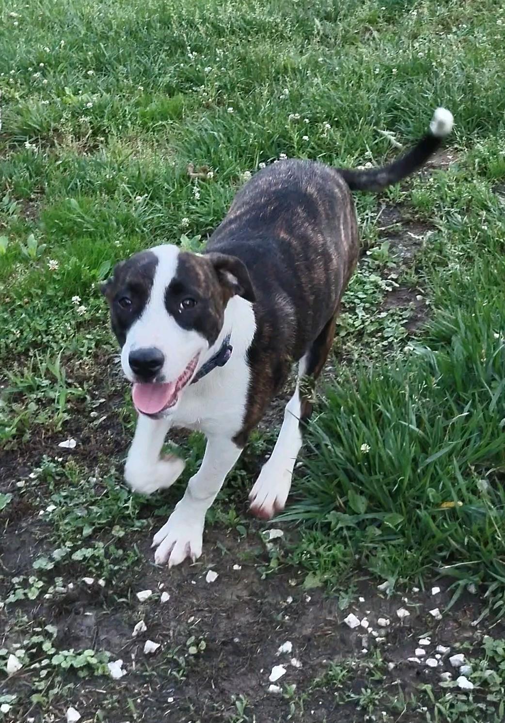 Mario, a Adoptable mixed breed in Clay City, KY image 2/5