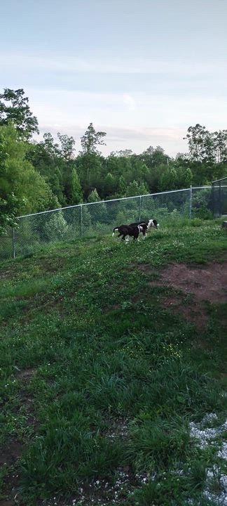 Enlarge Mario, a Adoptable mixed breed in Clay City, KY video 5/5