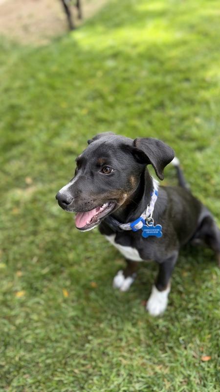 Sophie, Adoptable, Young Female Mixed Breed.