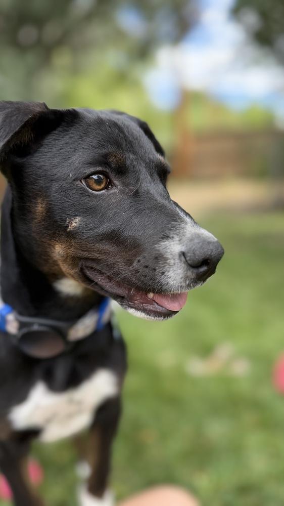 Sophie, a Adoptable mixed breed in Denver, CO image 3/6
