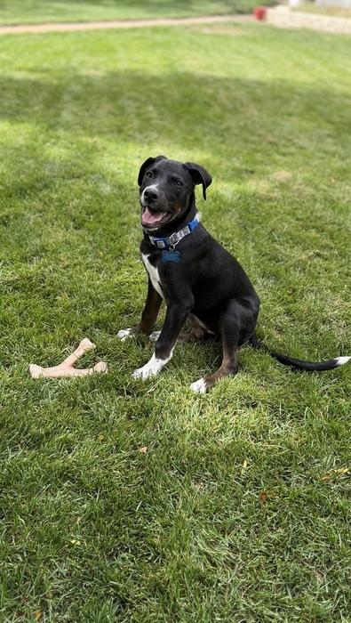 Sophie, a Adoptable mixed breed in Denver, CO image 4/6