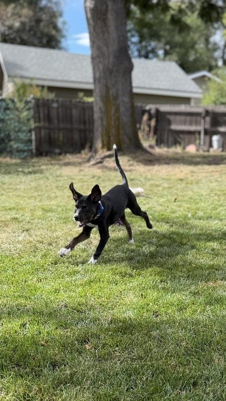Sophie, a Adoptable mixed breed in Denver, CO image 5/6