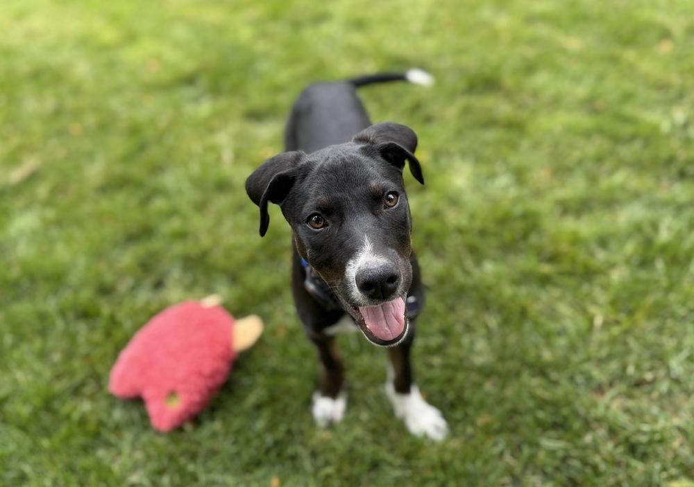 Sophie, a Adoptable mixed breed in Denver, CO image 6/6