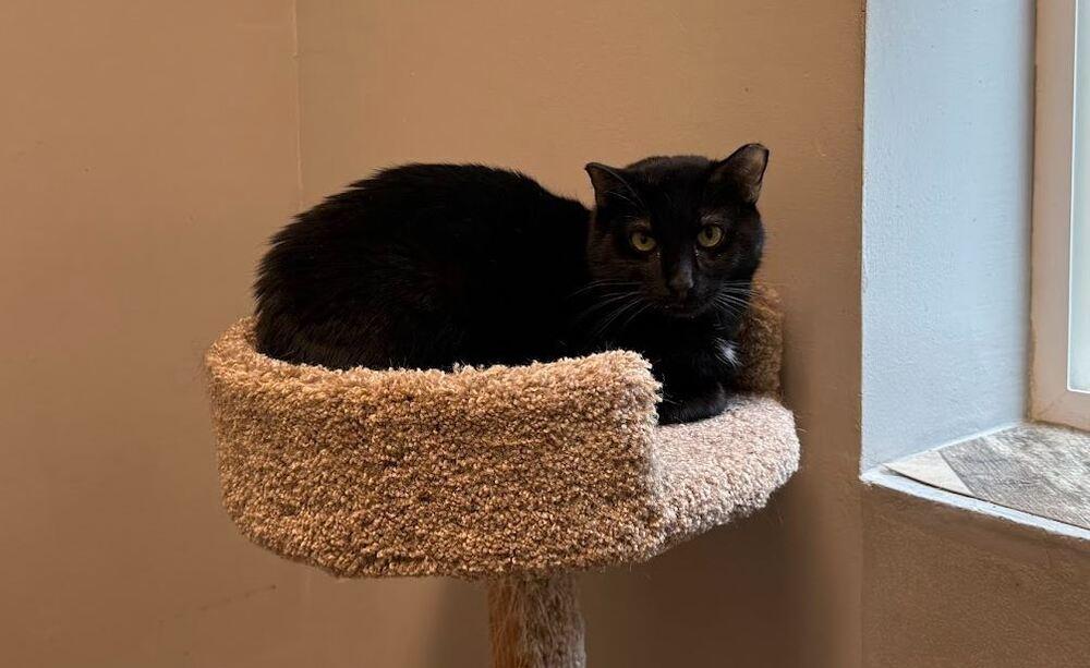 Merlin, Adoptable, Adult Male Domestic Short Hair.