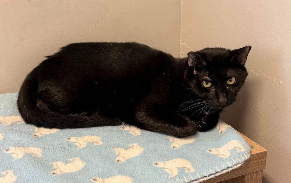 Merlin, Adoptable, Adult Male Domestic Short Hair.