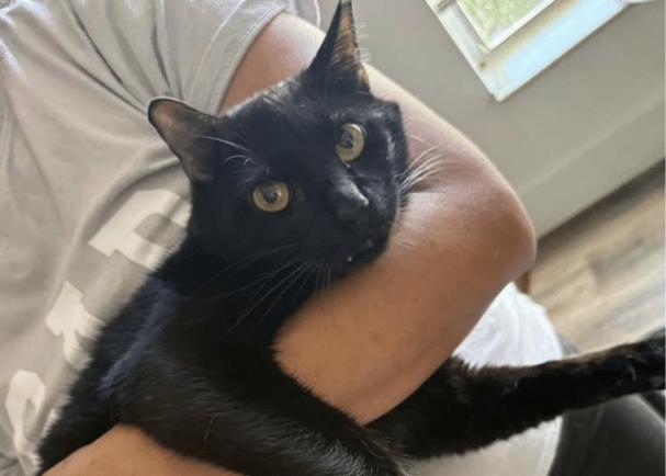Enlarge Merlin, a Adoptable Domestic Short Hair in Hudson, NH image 2/2
