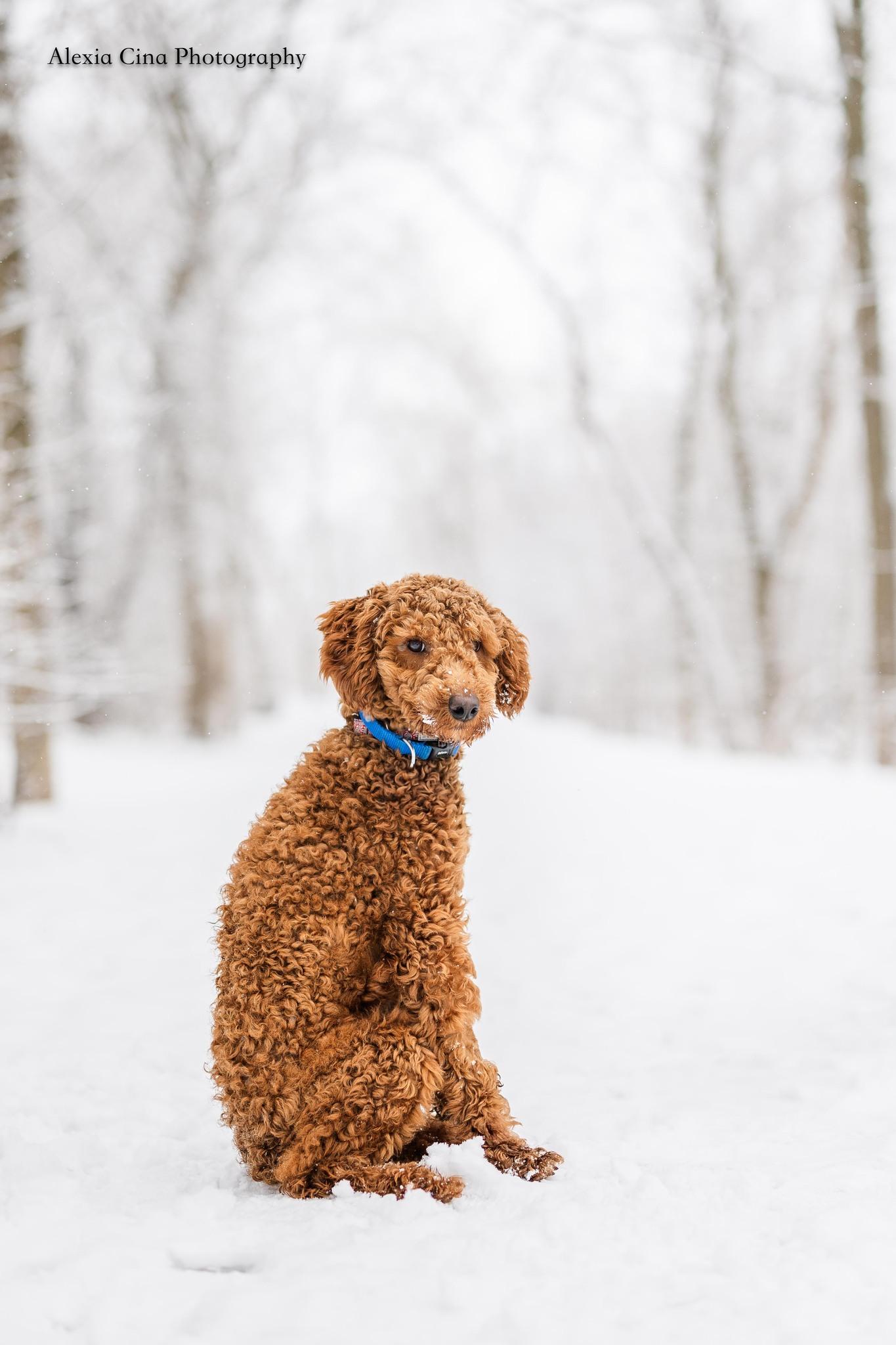 Enlarge James, an adopted Poodle in Drumbo, ON image 1/4