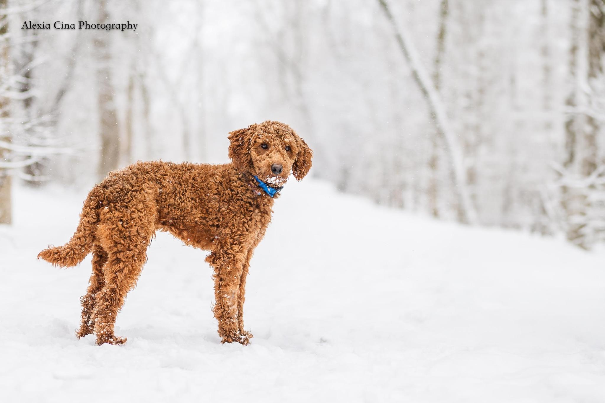 Enlarge James, an adopted Poodle in Drumbo, ON image 4/4