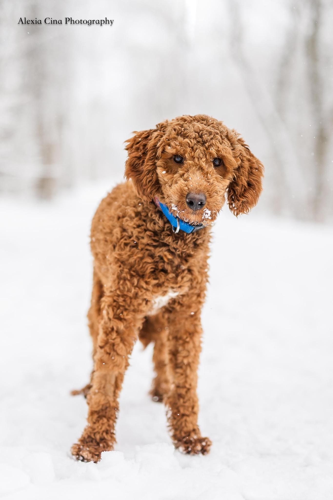 Enlarge James, an adopted Poodle in Drumbo, ON image 2/4