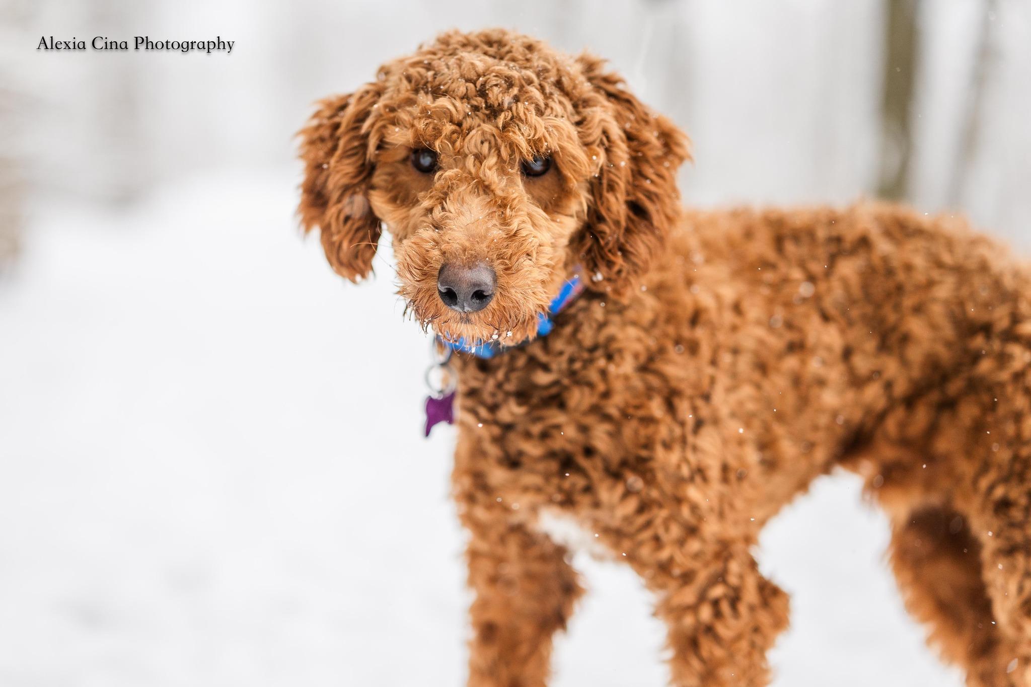 Enlarge James, an adopted Poodle in Drumbo, ON image 3/4