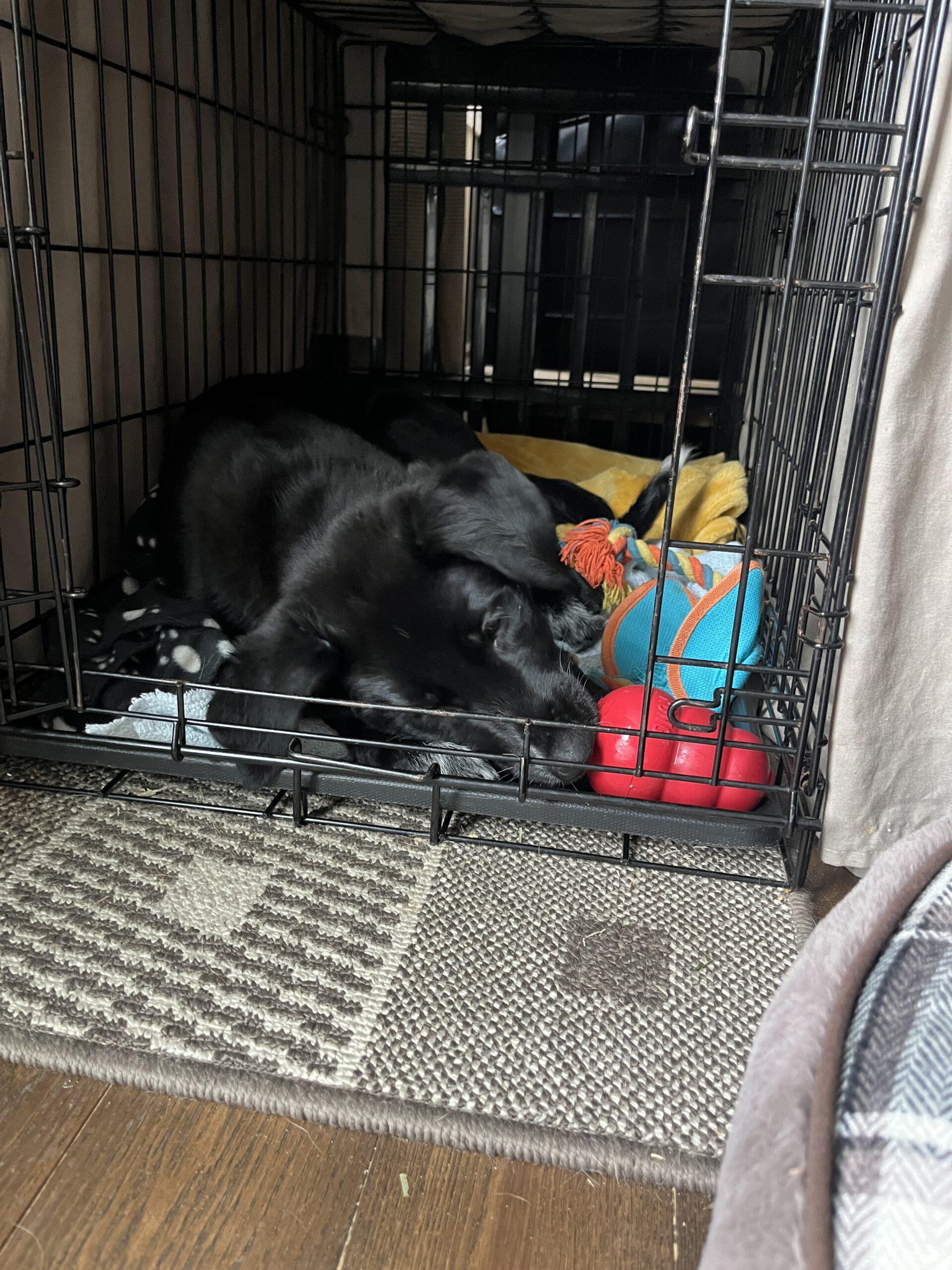 Enlarge Ragnar, a Adoptable mixed breed in Vienna, ON image 4/6