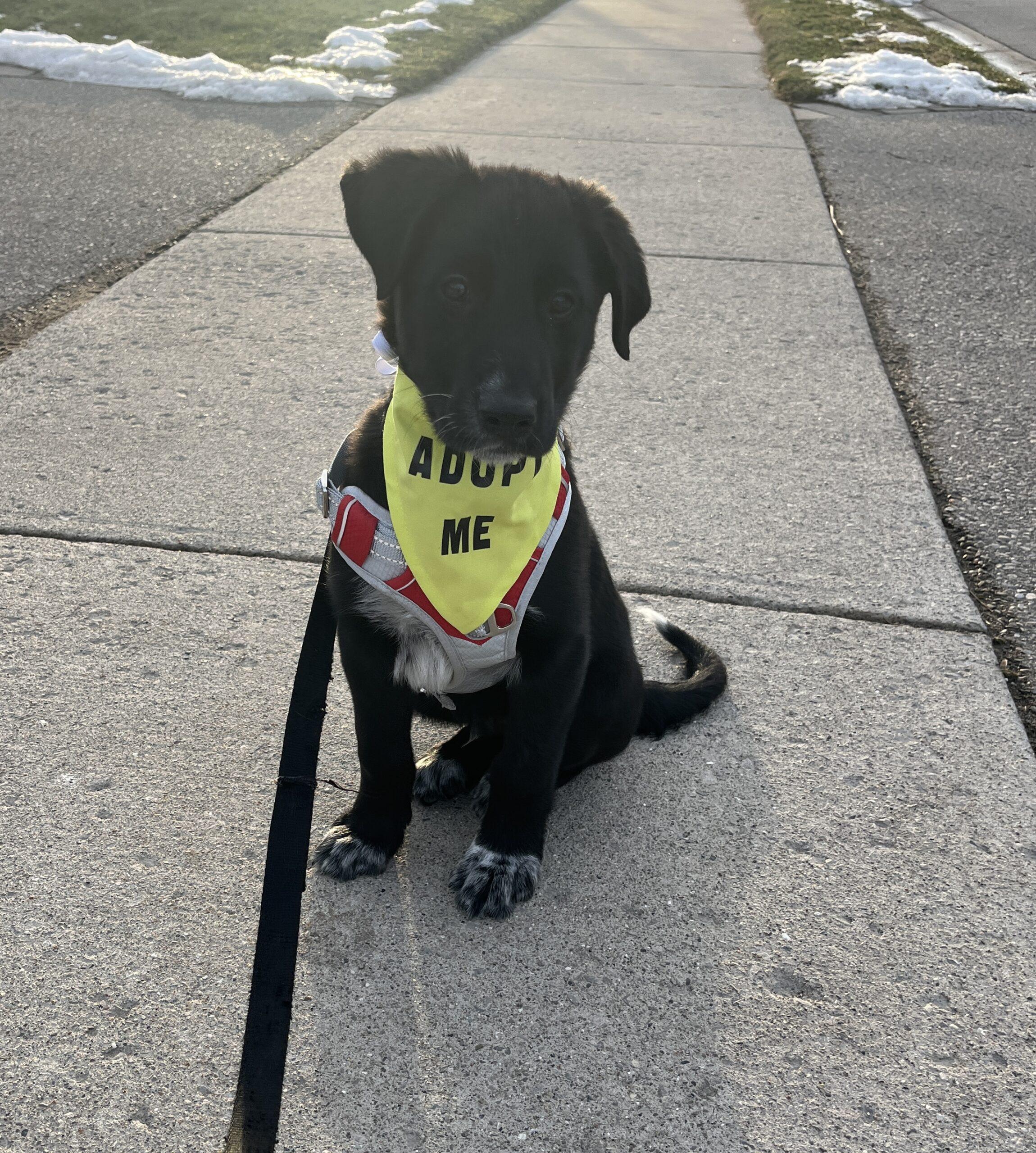 Enlarge Ragnar, a Adoptable mixed breed in Vienna, ON image 2/6