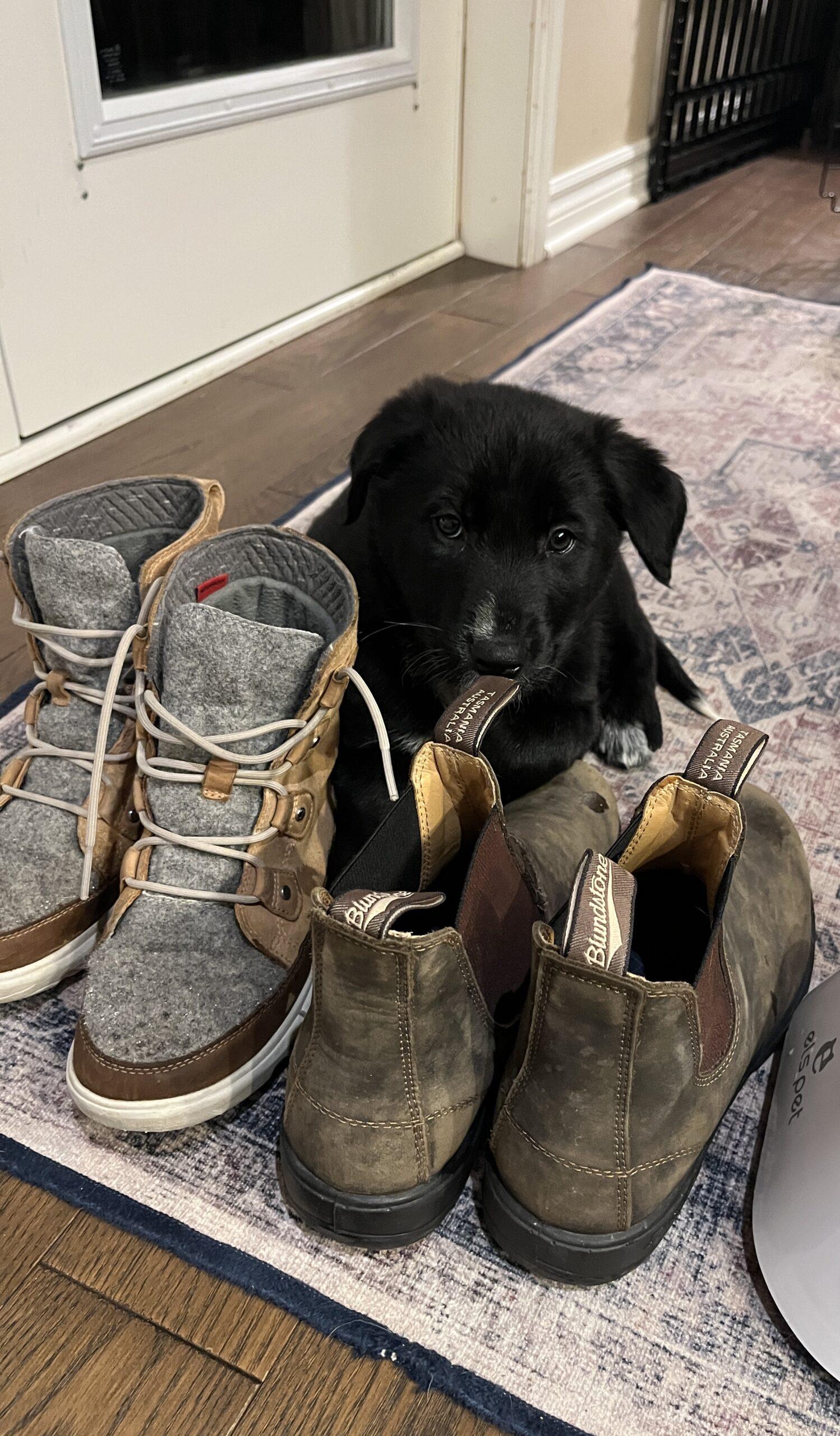 Enlarge Ragnar, a Adoptable mixed breed in Vienna, ON image 1/6