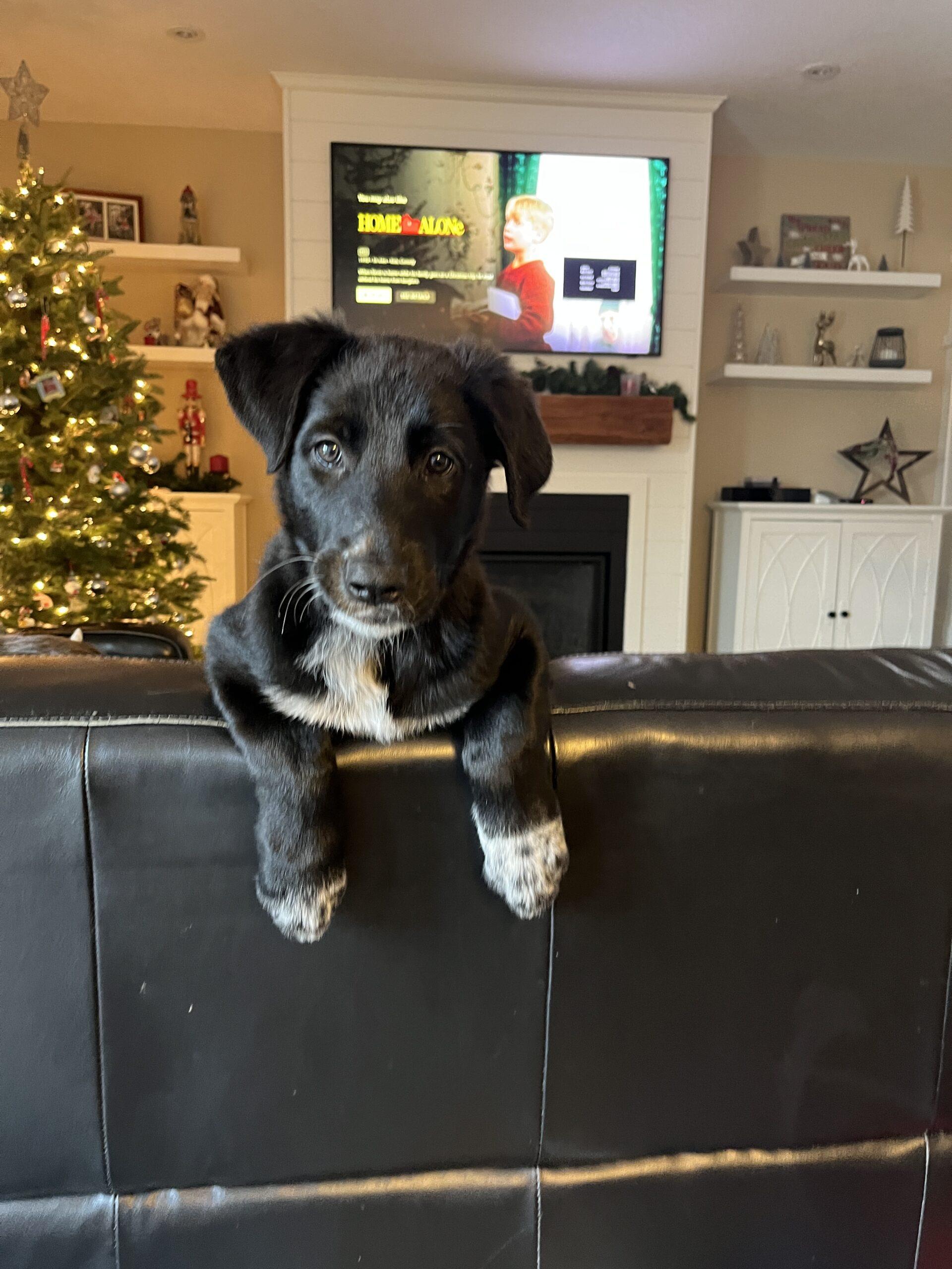 Enlarge Ragnar, a Adoptable mixed breed in Vienna, ON image 6/6