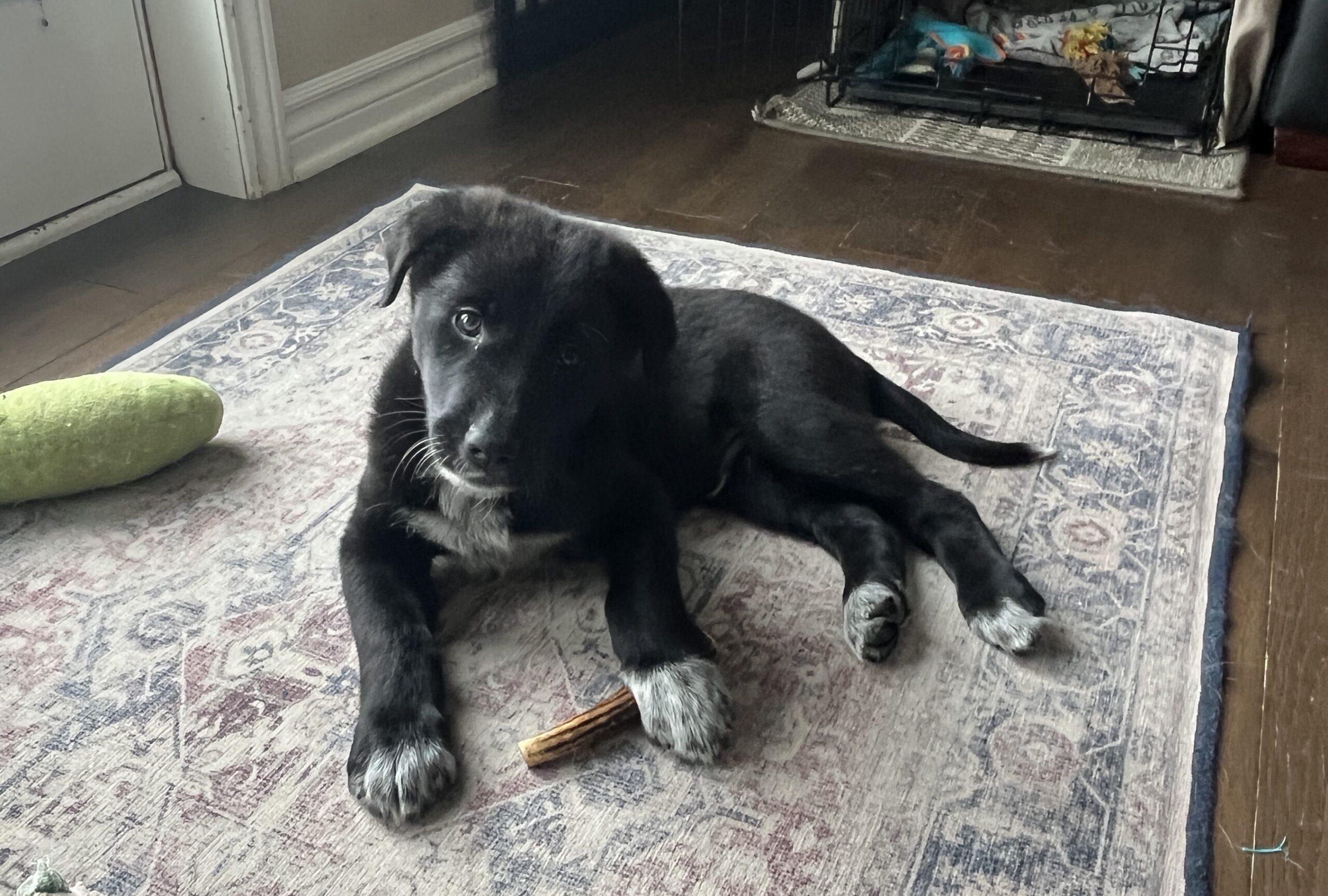 Enlarge Ragnar, a Adoptable mixed breed in Vienna, ON image 5/6