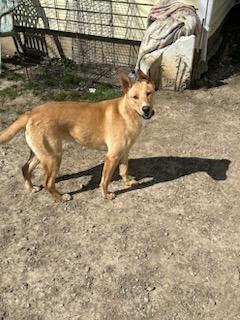 Kenna, Adoptable, Adult Female Shepherd & Labrador Retriever.