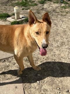 Enlarge Kenna, a Adoptable mixed breed in Portland, IN image 2/6