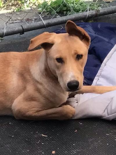 Enlarge Kenna, a Adoptable mixed breed in Portland, IN image 4/6