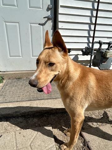 Enlarge Kenna, a Adoptable mixed breed in Portland, IN image 6/6