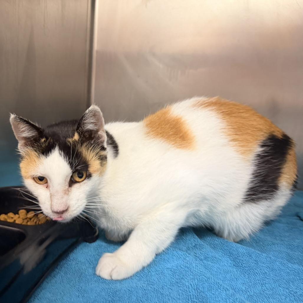 Missy, Adoptable, Adult Female Domestic Short Hair.