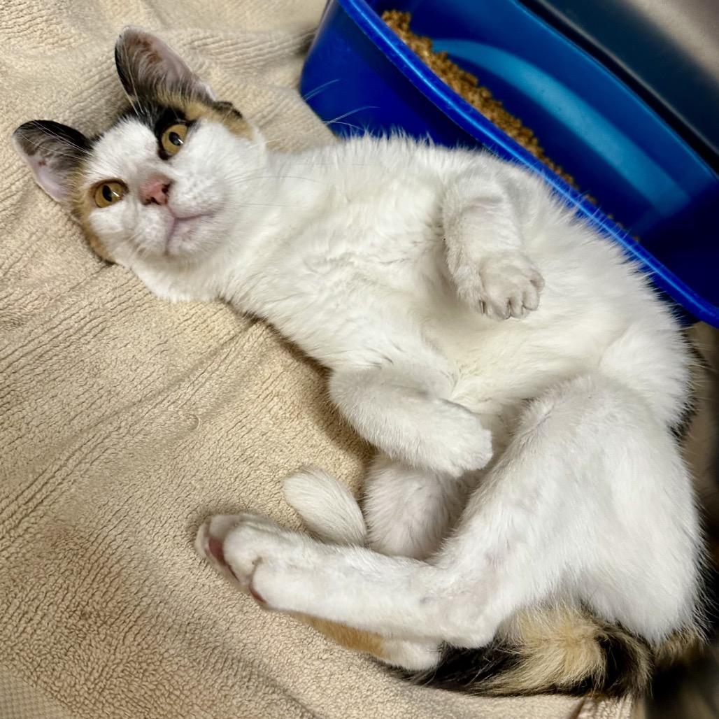 Enlarge Missy, a Adoptable Domestic Short Hair in Warrensburg, MO image 2/3