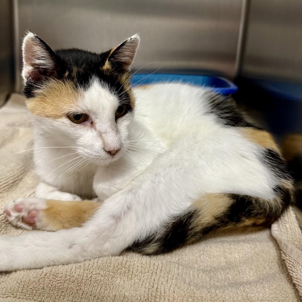 Enlarge Missy, a Adoptable Domestic Short Hair in Warrensburg, MO image 3/3
