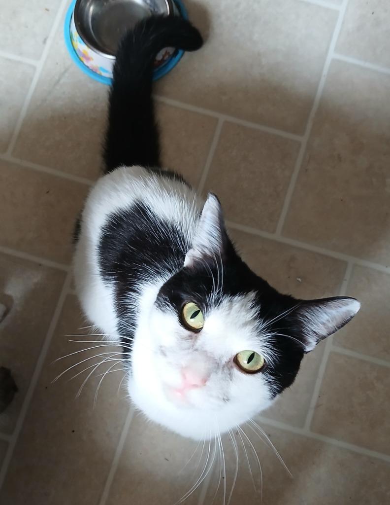 Enlarge Pudge, a Adoptable mixed breed in Shell Lake, WI image 1/1