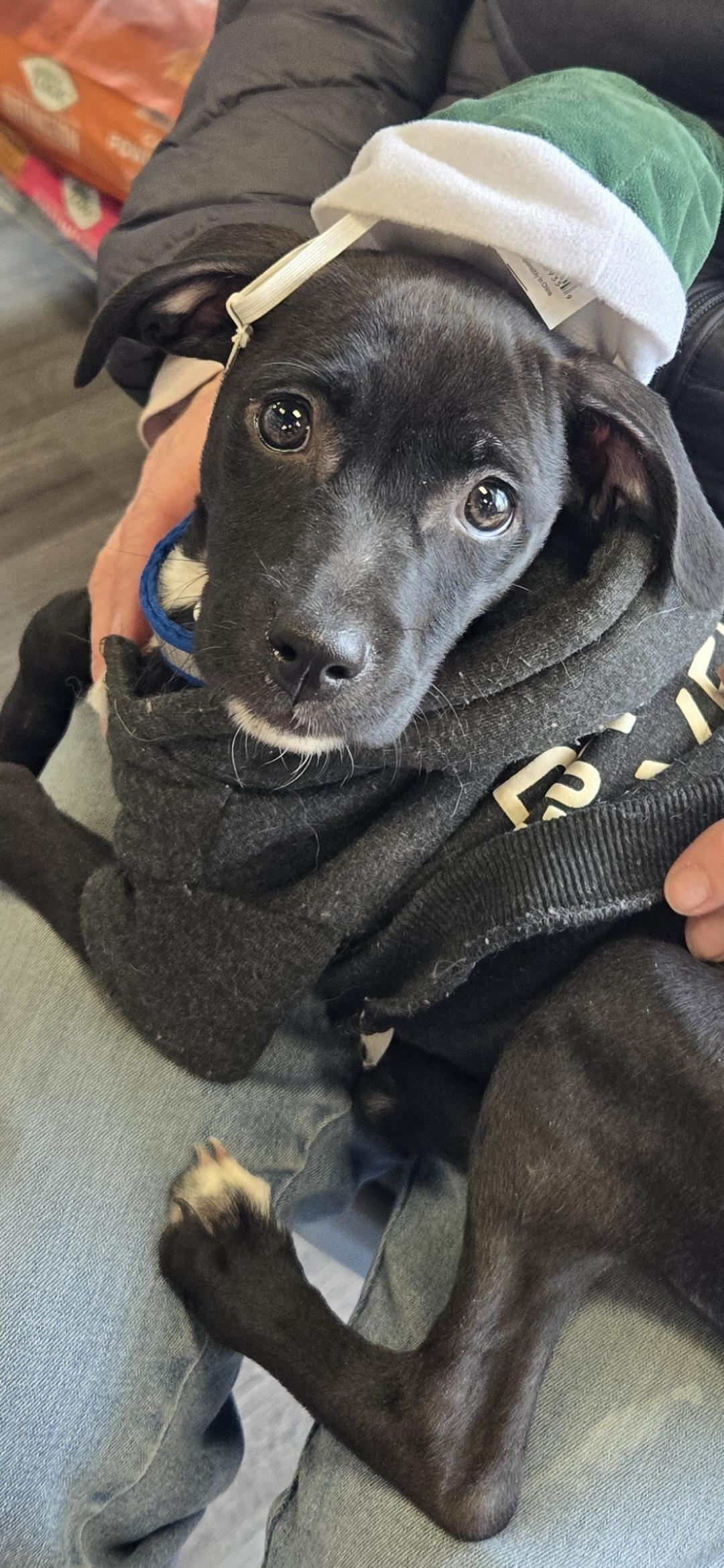 Enlarge Sally, a ADOPTABLE mixed breed in New York, NY image 3/6