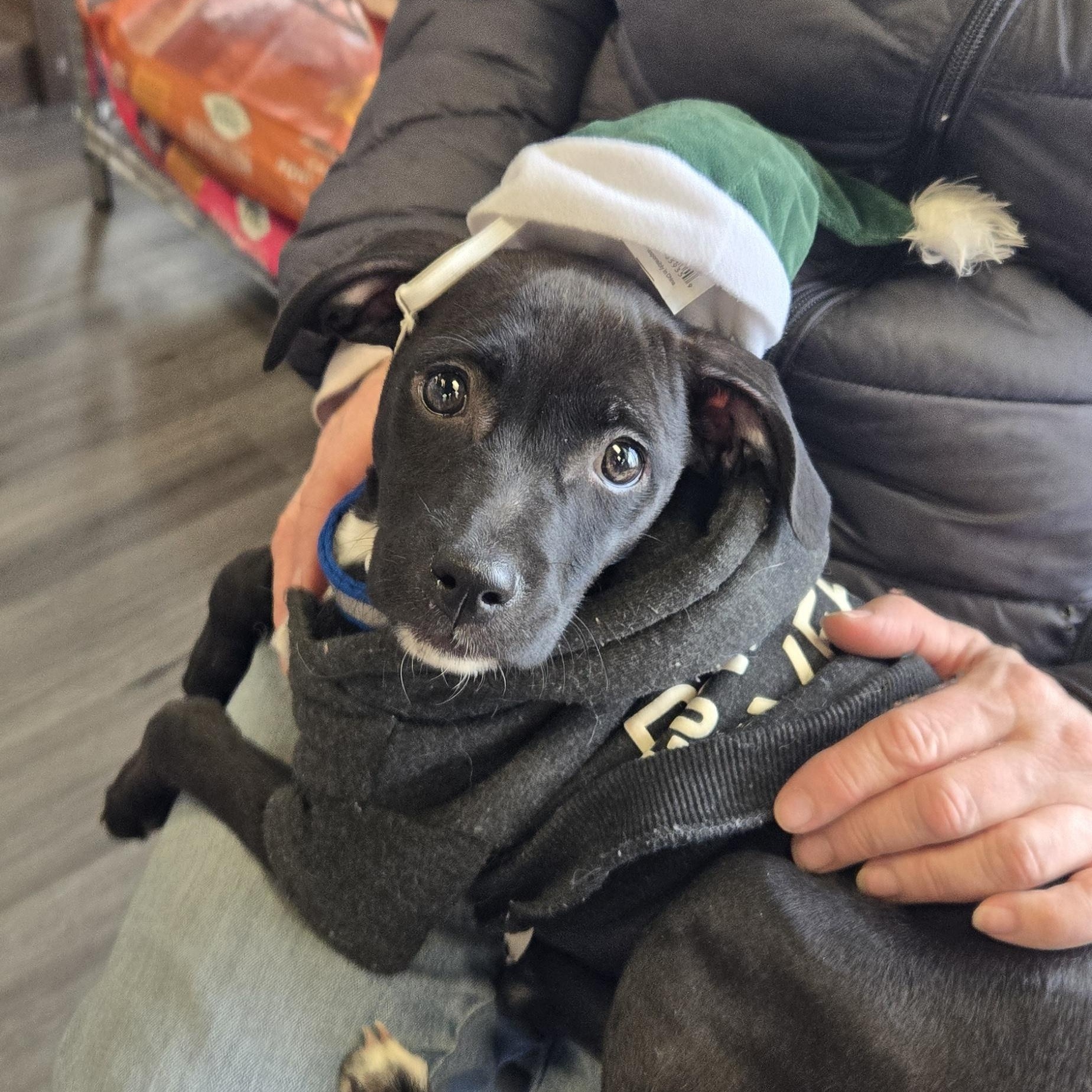 Sally, ADOPTABLE, Puppy Female Terrier.