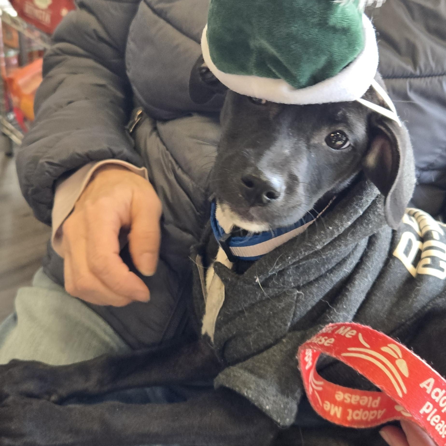 Enlarge Sally, a ADOPTABLE mixed breed in New York, NY image 2/6