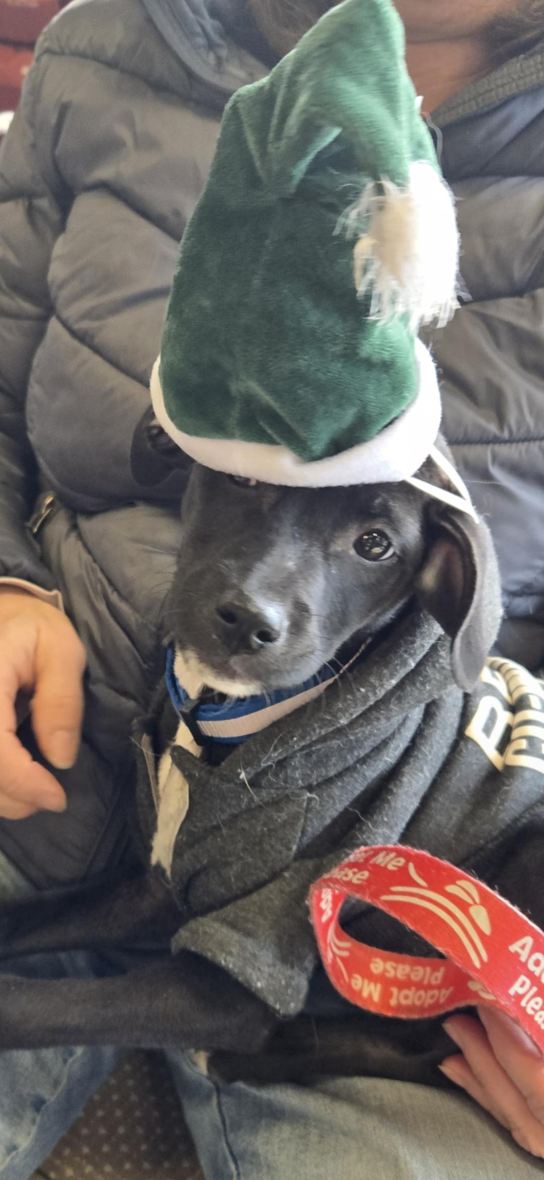 Enlarge Sally, a ADOPTABLE mixed breed in New York, NY image 4/6