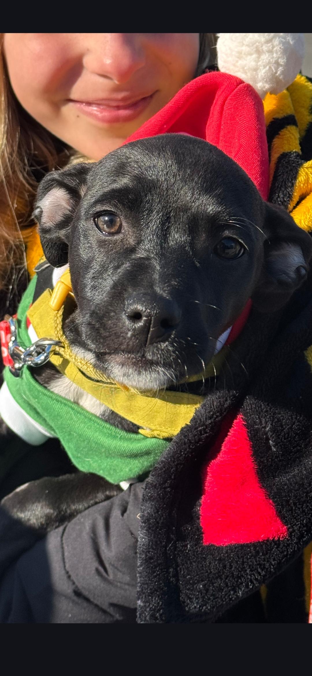 Sally, ADOPTABLE, Puppy Female Black Labrador Retriever.