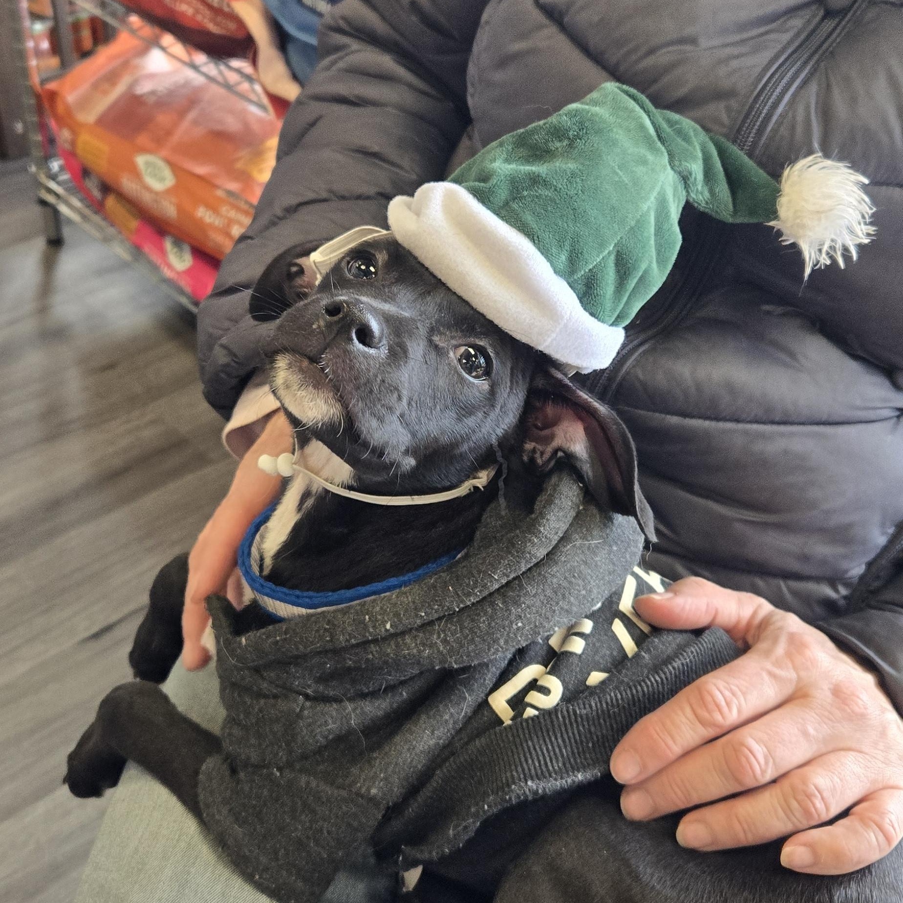 Enlarge Sally, a ADOPTABLE mixed breed in New York, NY image 6/6