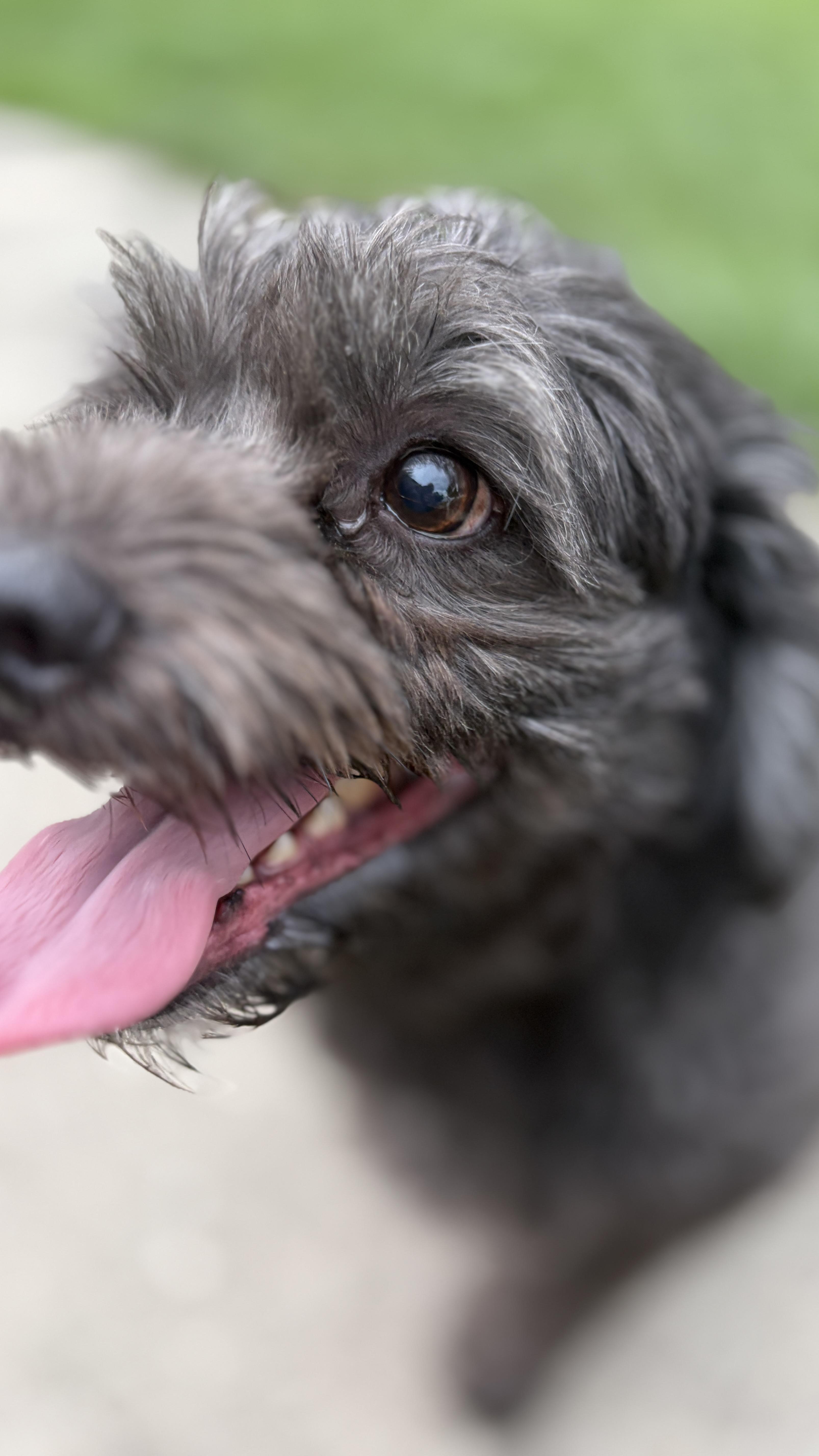 Enlarge Asher, a Adoptable mixed breed in Wauseon, OH image 2/5