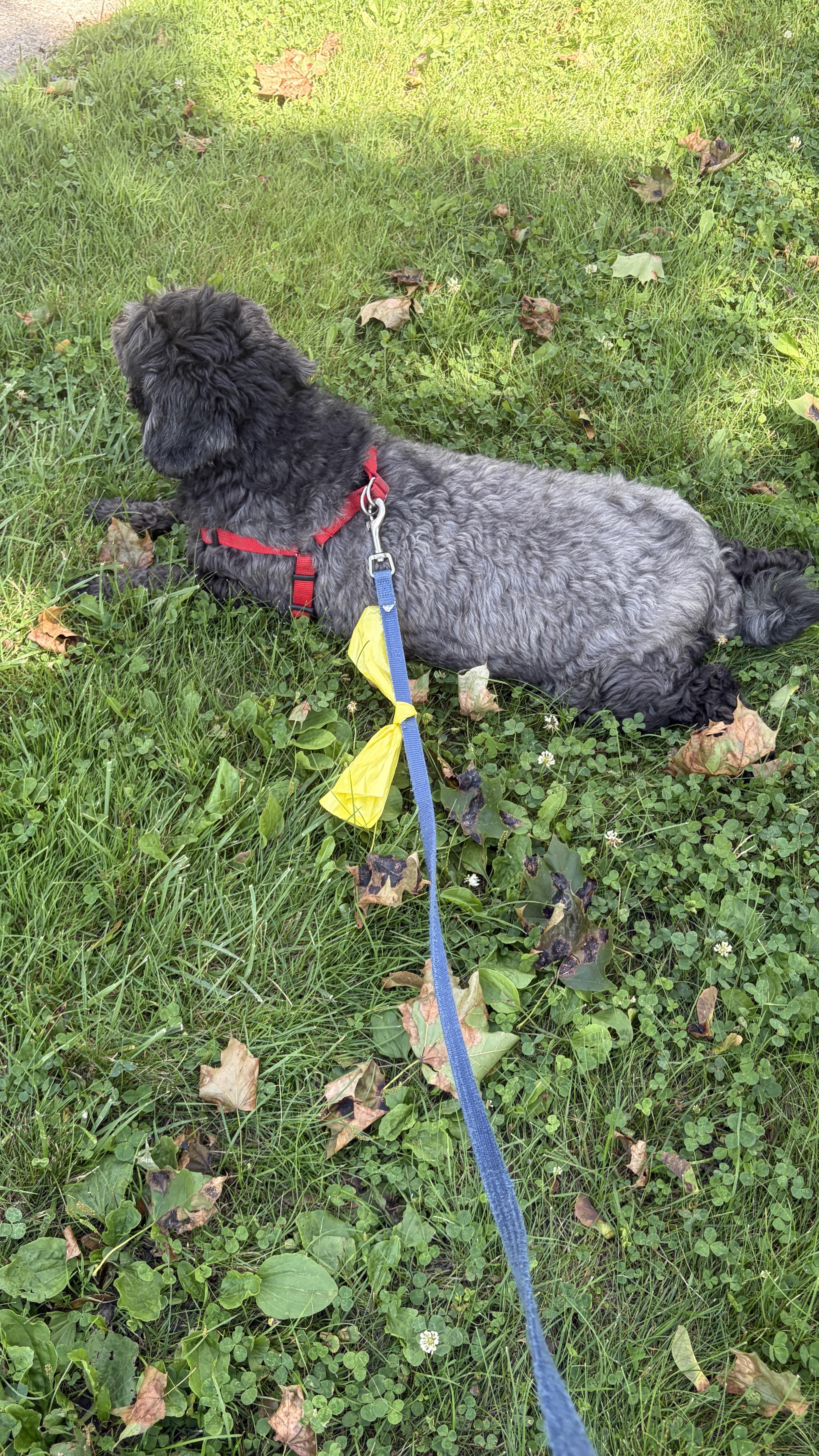 Enlarge Asher, a Adoptable mixed breed in Wauseon, OH image 4/5