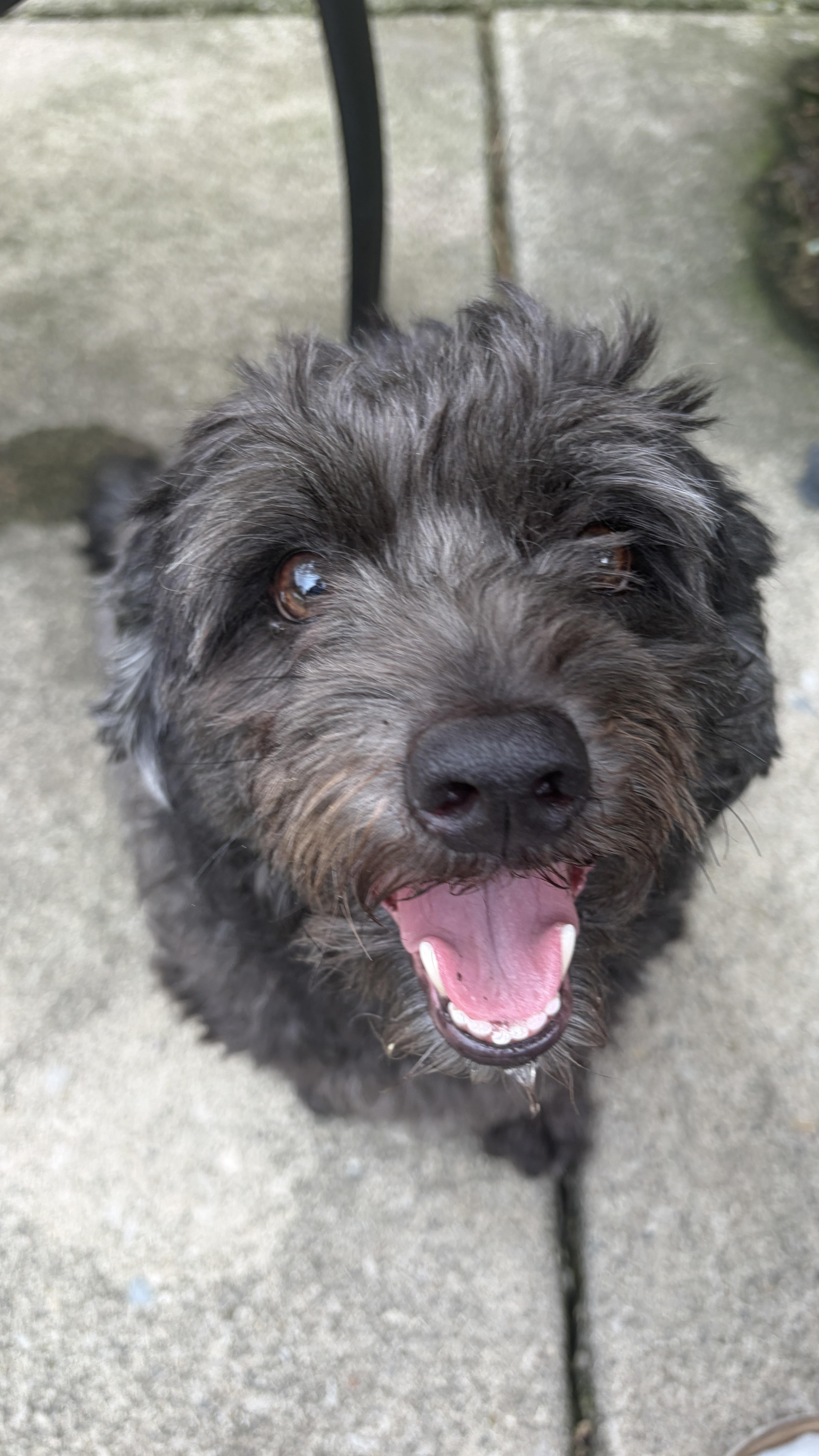 Enlarge Asher, a Adoptable mixed breed in Wauseon, OH image 1/5