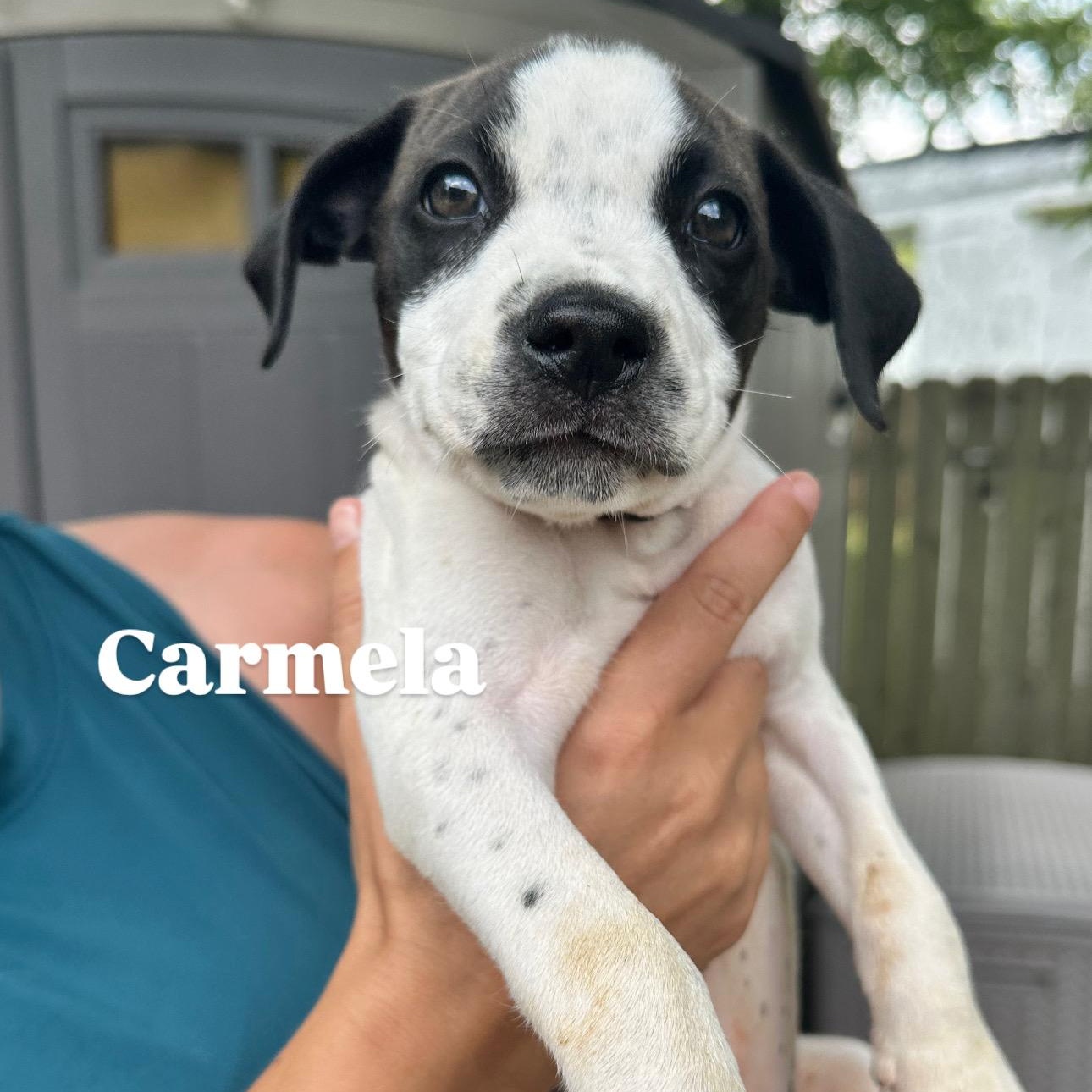 Carmella, Baby Female unknown