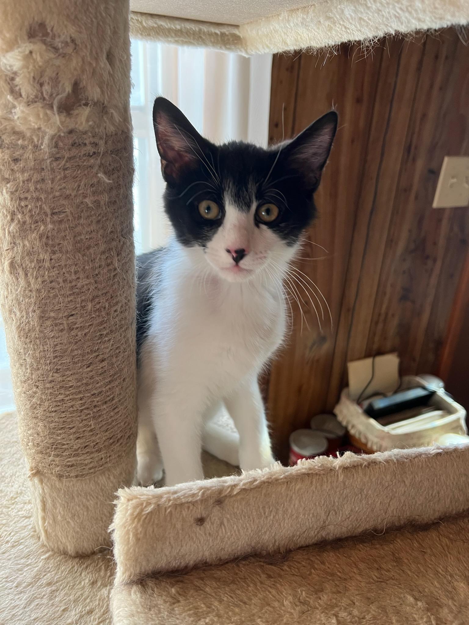 Kili, a Adoptable Domestic Short Hair in Port Republic, MD image 1/2