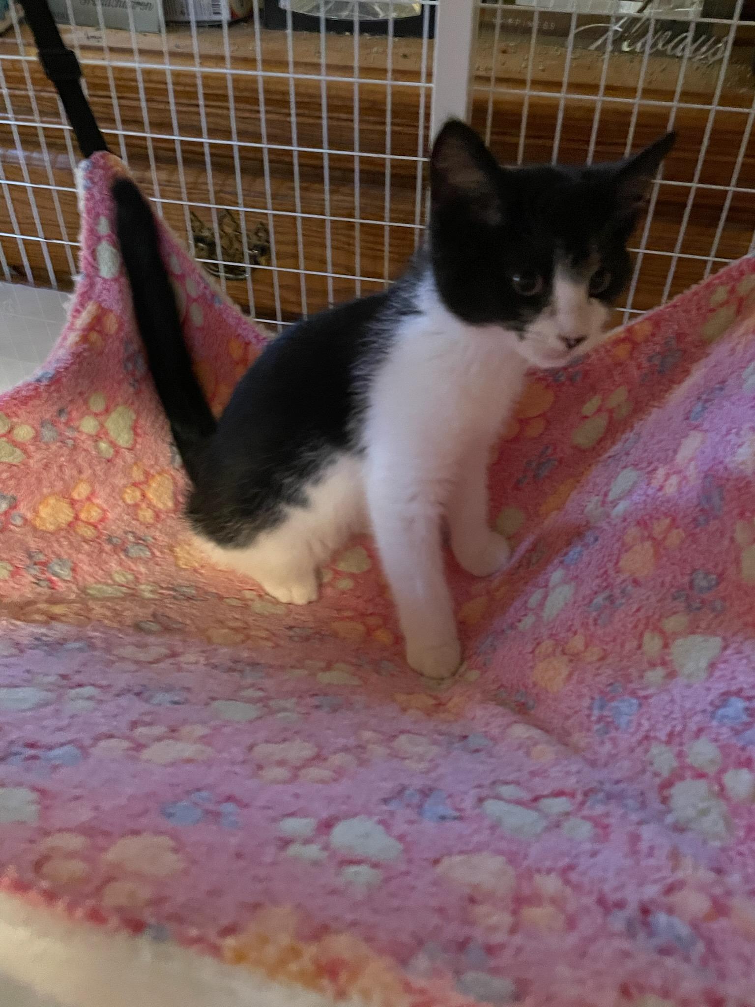 Kili, a Adoptable Domestic Short Hair in Port Republic, MD image 2/2