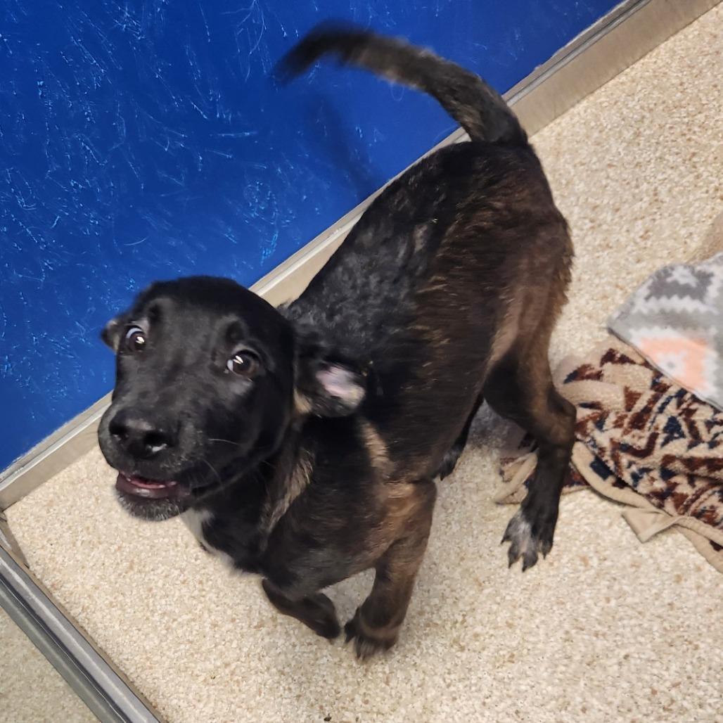 Sage, Adoptable, Puppy Female German Shepherd Dog & Mixed Breed.