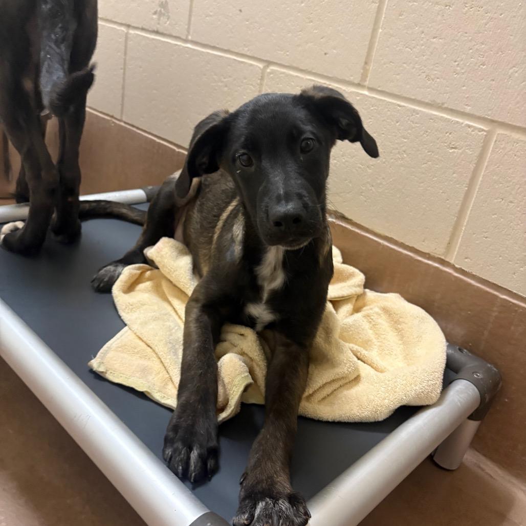 Enlarge Sage, a Adoptable mixed breed in Reno, NV image 2/4