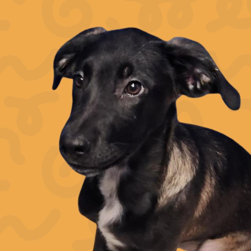 Enlarge Sage, a Adoptable mixed breed in Reno, NV image 3/4