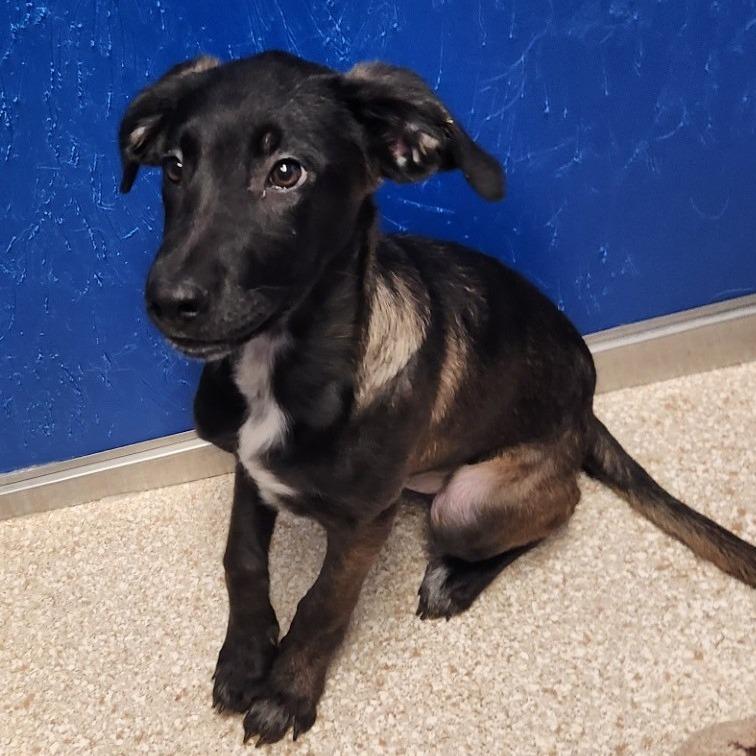 Enlarge Sage, a Adoptable mixed breed in Reno, NV image 4/4