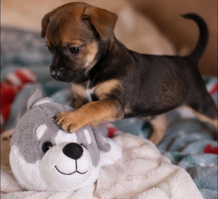 Enlarge Mickey, a Adopted mixed breed in East Dundee , IL image 1/5