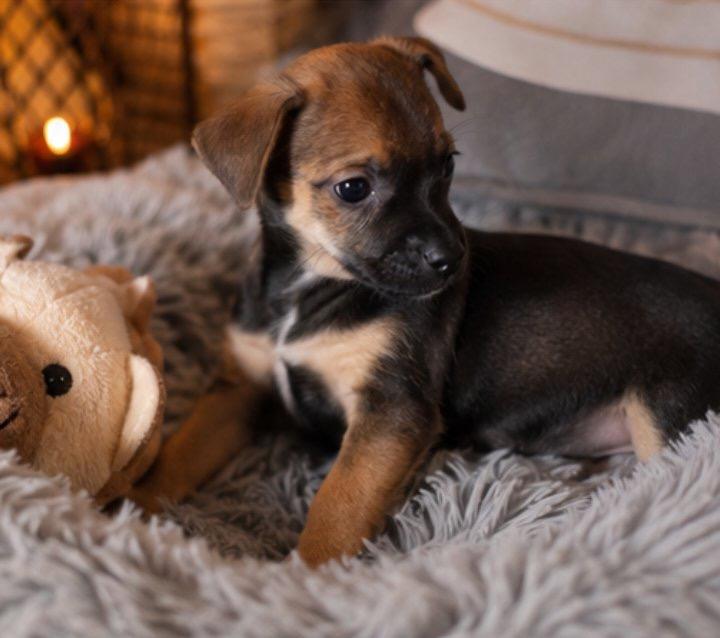 Enlarge Mickey, a Adopted mixed breed in East Dundee , IL image 3/5