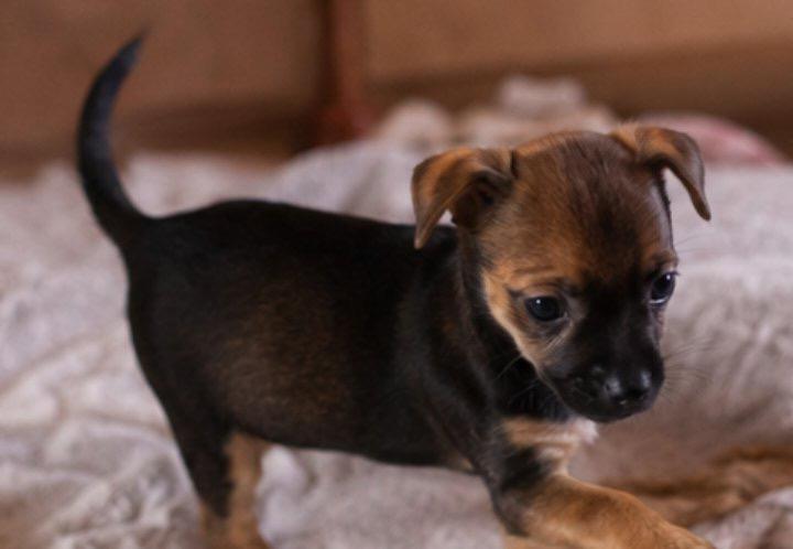 Enlarge Mickey, a Adopted mixed breed in East Dundee , IL image 4/5