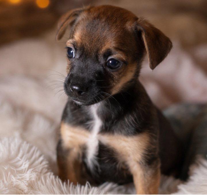 Enlarge Mickey, a Adopted mixed breed in East Dundee , IL image 2/5