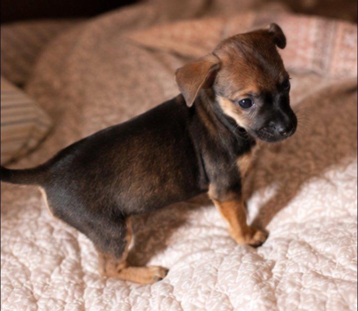 Enlarge Mickey, a Adopted mixed breed in East Dundee , IL image 5/5