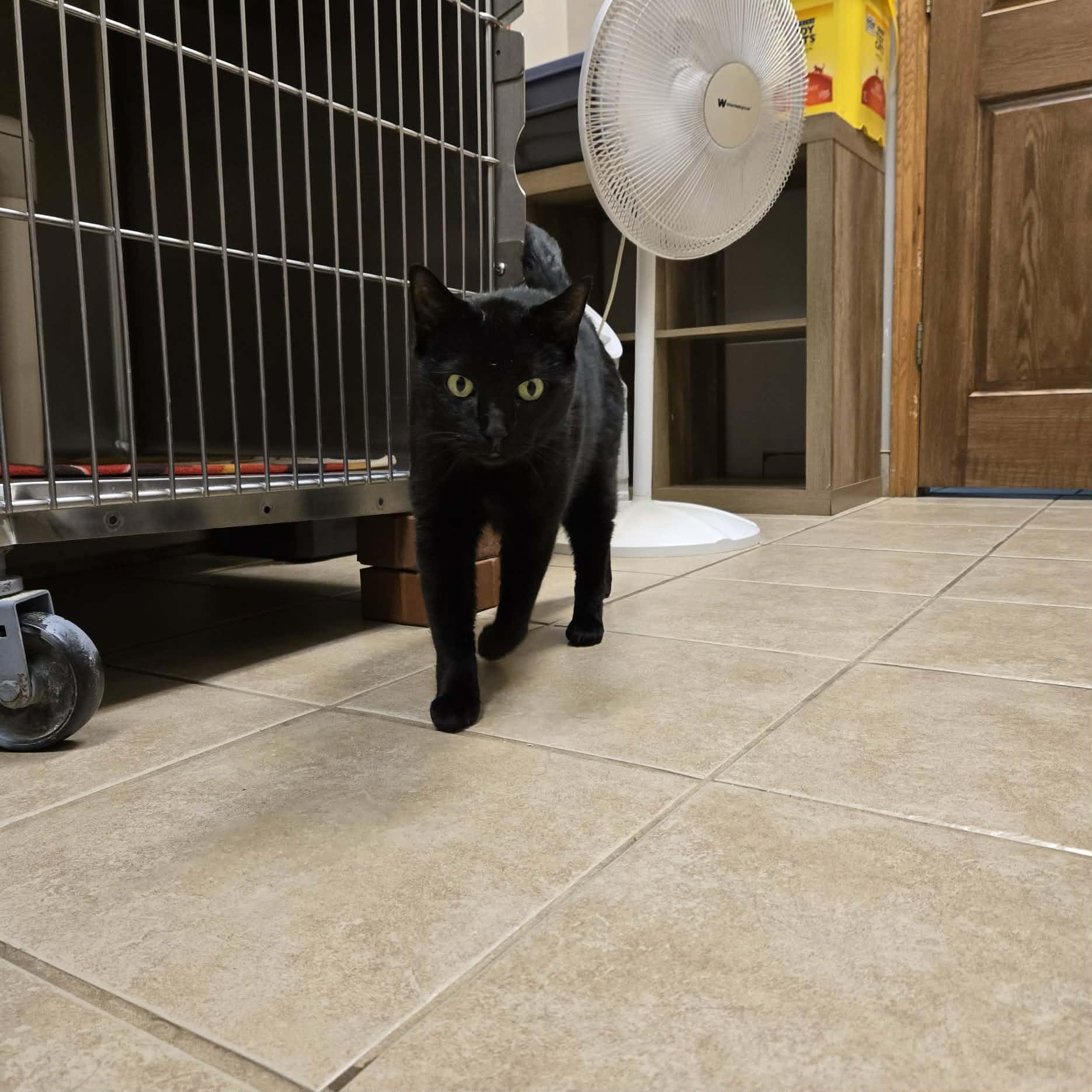 Gunther, Adoptable, Senior Male Domestic Short Hair.