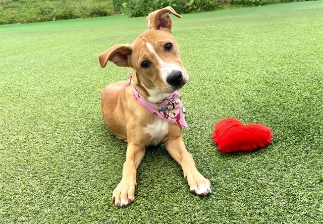 Enlarge DREAM, a Adoptable mixed breed in Fort Lauderdale, FL image 1/1